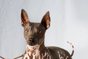 3-amercian-hairless-terrier
